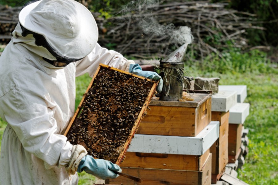 Novidades na apicultura Brasileira